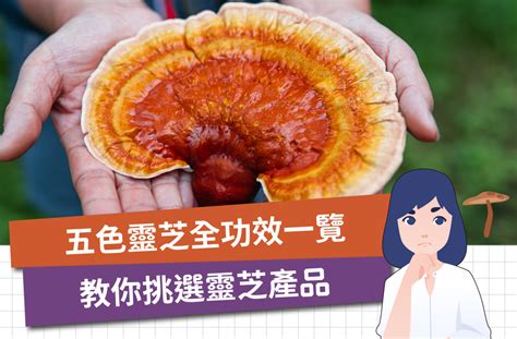 五色靈芝禁忌|靈芝原來要這樣吃！保健聖品－靈芝保健功效、禁忌及。